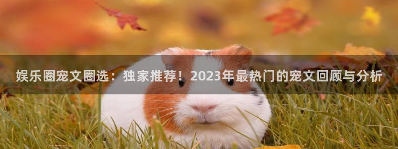 旺财28体育用品：娱乐圈宠文圈选：独家推荐！2023年最热门的宠文回顾与分析
